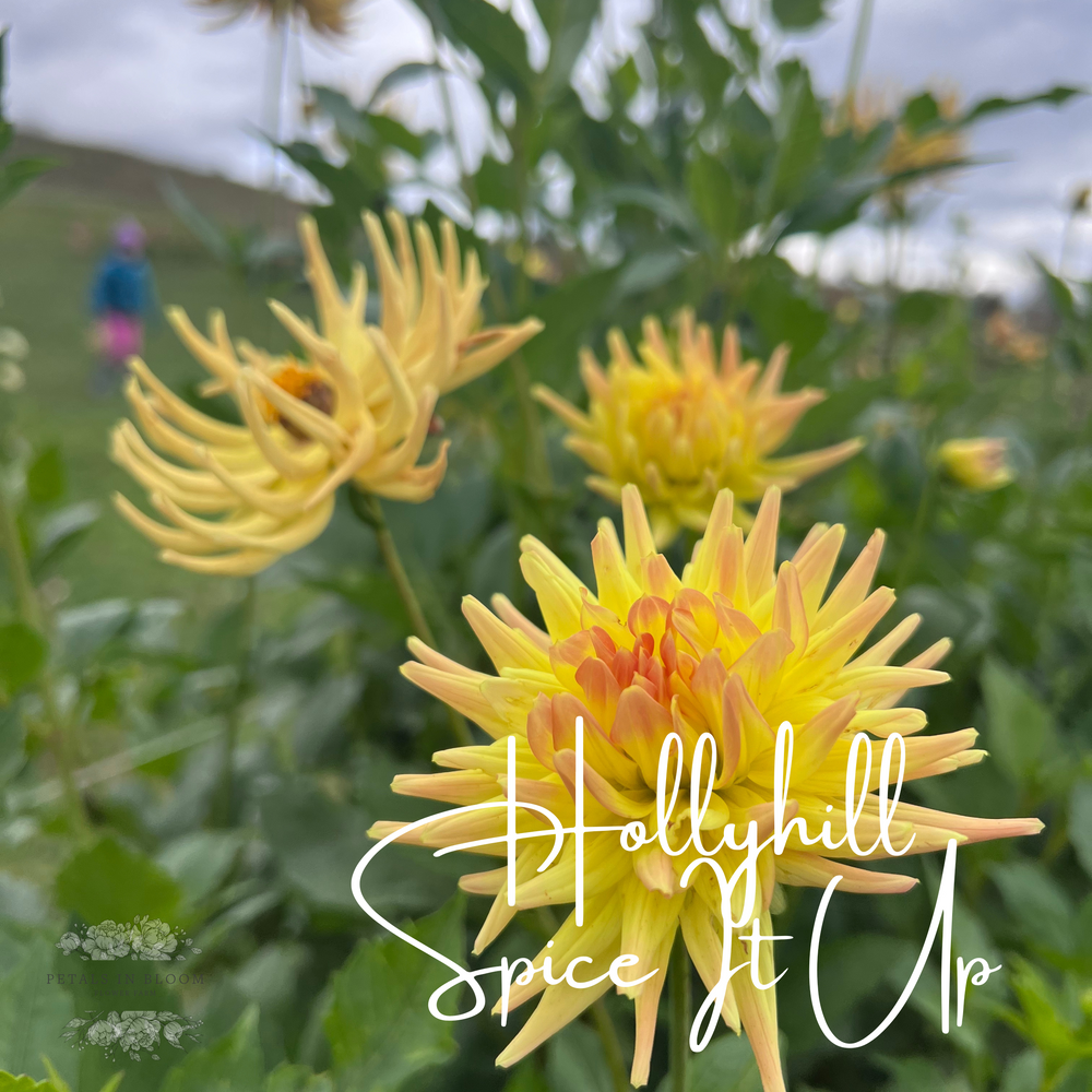 Hollyhill Spice It Up Dahlia Tuber – Petals In Bloom Flower Farm