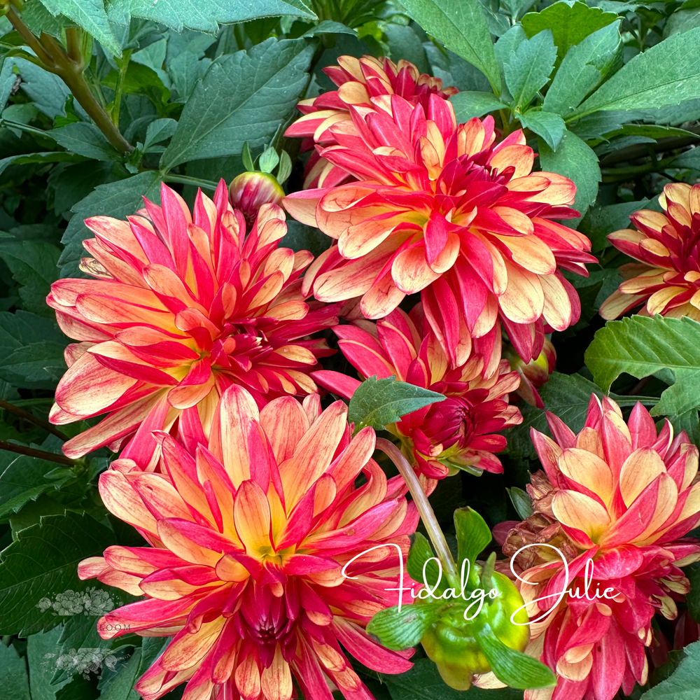 Fidalgo Julie Dahlia Tubers – Petals In Bloom Flower Farm