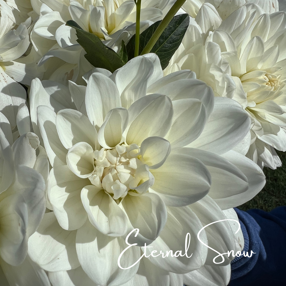 white water lily dahlia Eternal Snow Dahlia Tubers – Petals In Bloom Flower Farm
