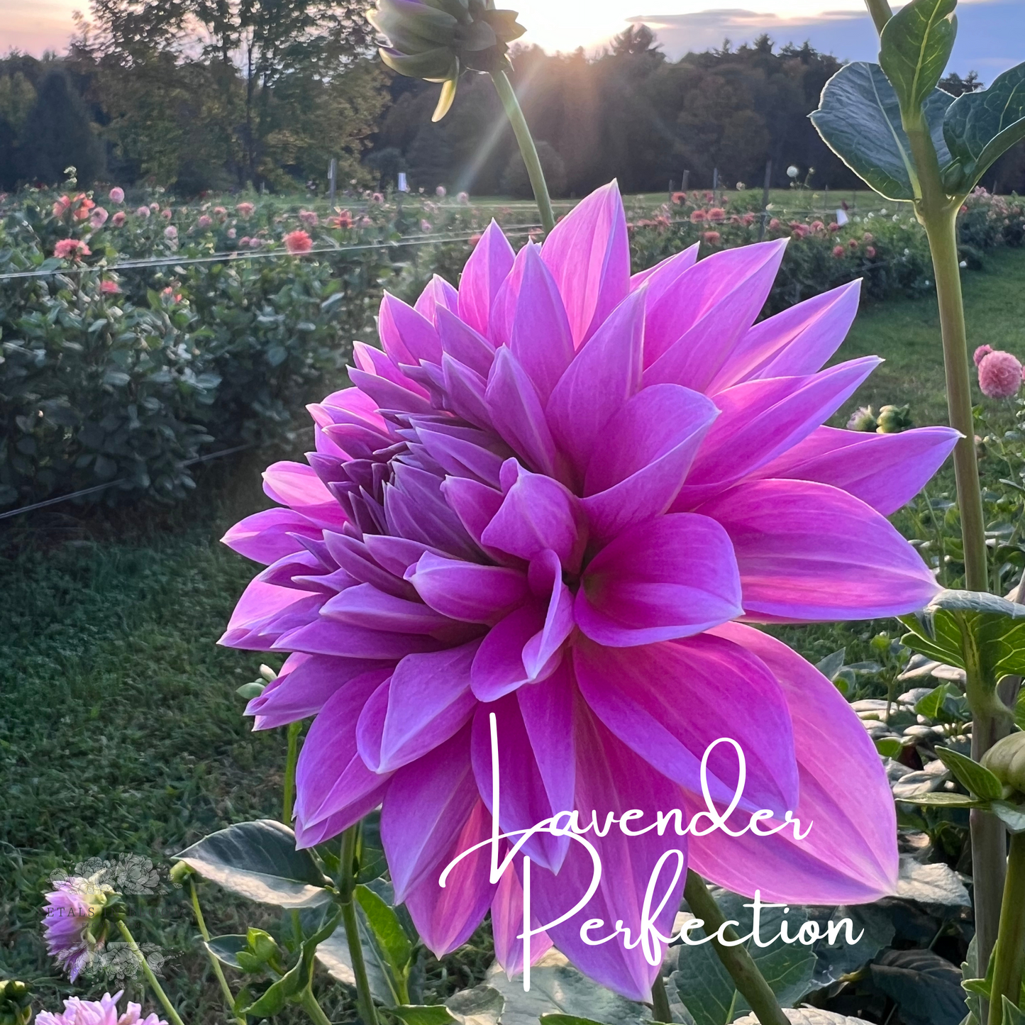 Lavender by us sales angels