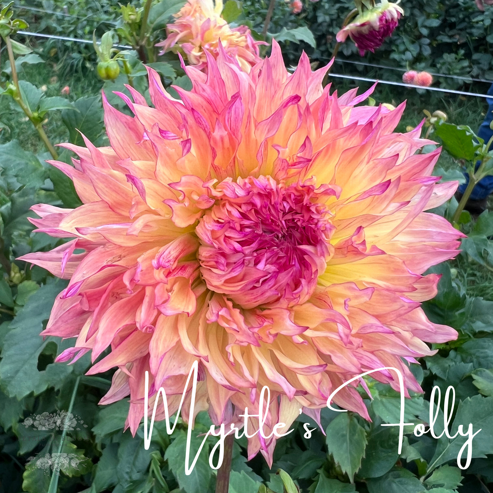 Myrtle's Folly Dahlia Tuber