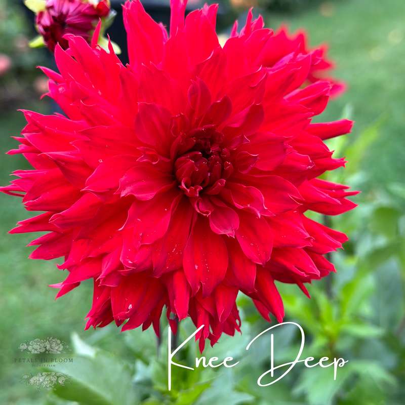 
                  
                    Baker's Dozen Bloom Collection
                  
                