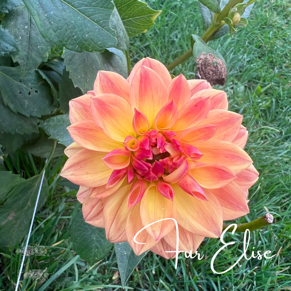 Fur Elise Dahlia Tuber – Petals In Bloom Flower Farm 