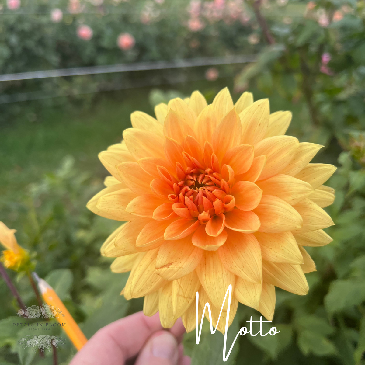 Motto Dahlia Tuber – Petals In Bloom Flower Farm