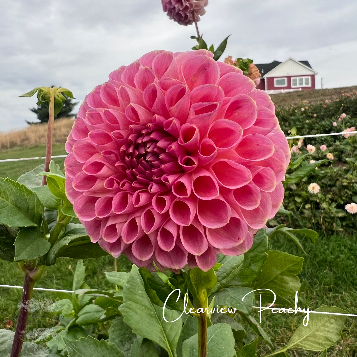 
                  
                    Clearview Peachy Dahlia Tuber
                  
                