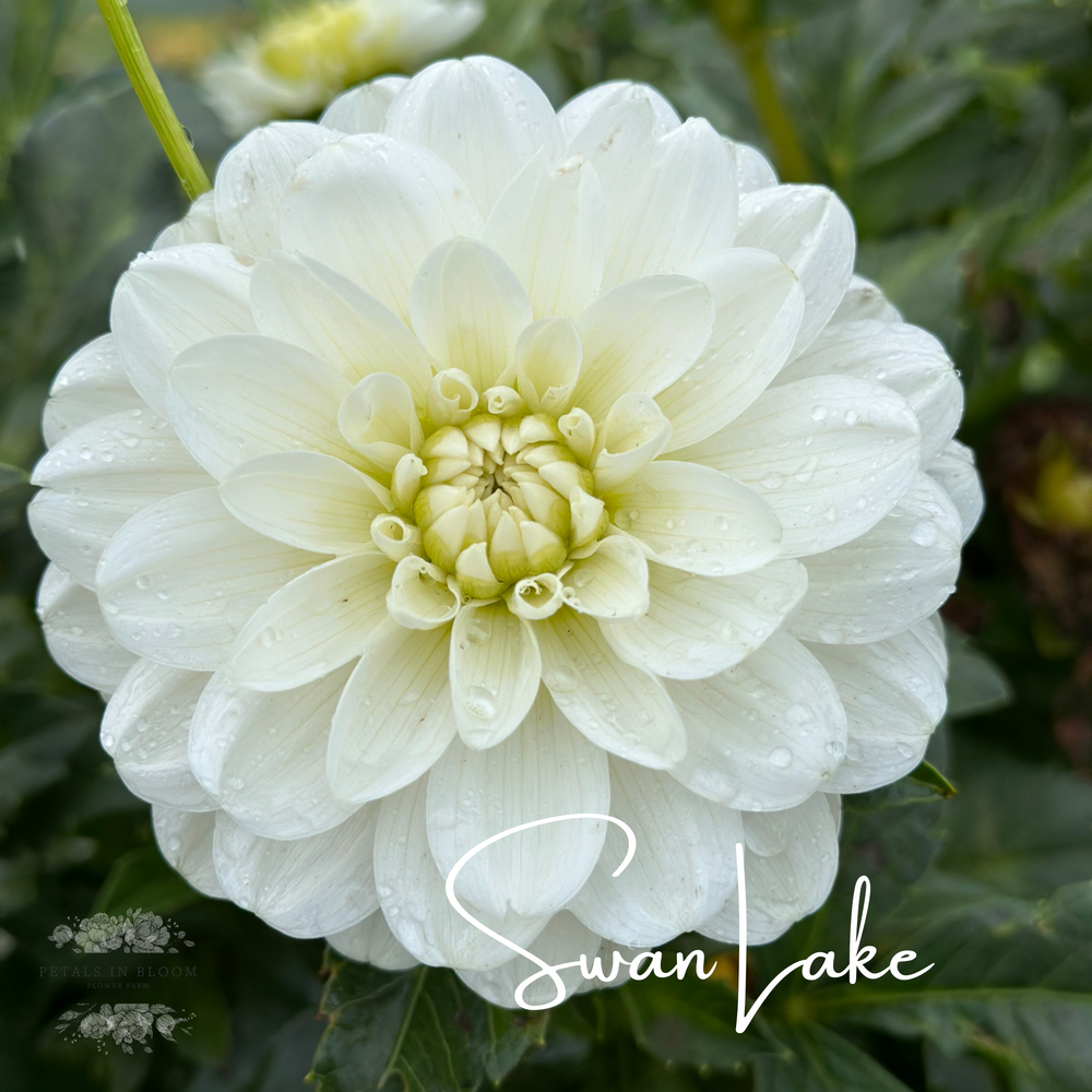 Swan Lake Dahlia Tubers