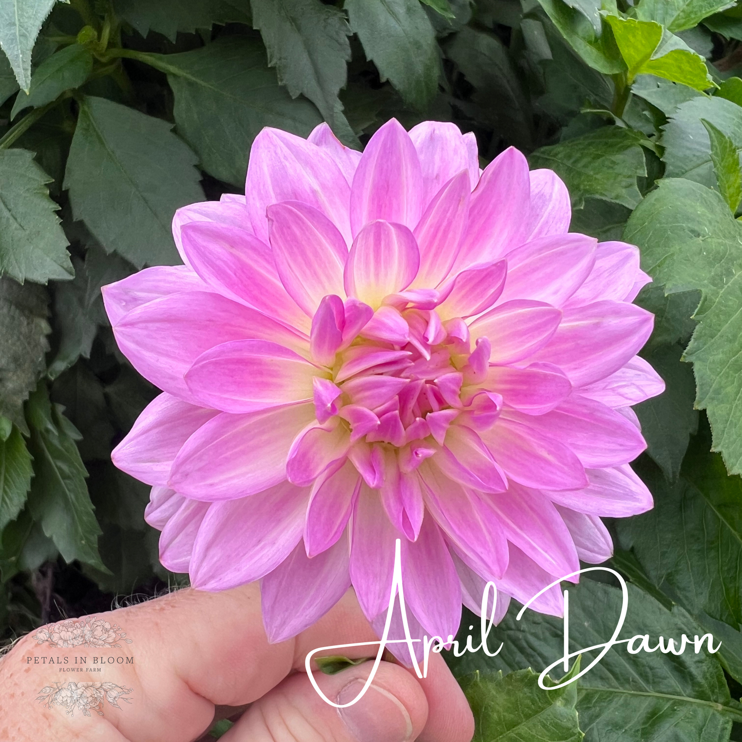 
                  
                    April Dawn Dahlia Tuber
                  
                