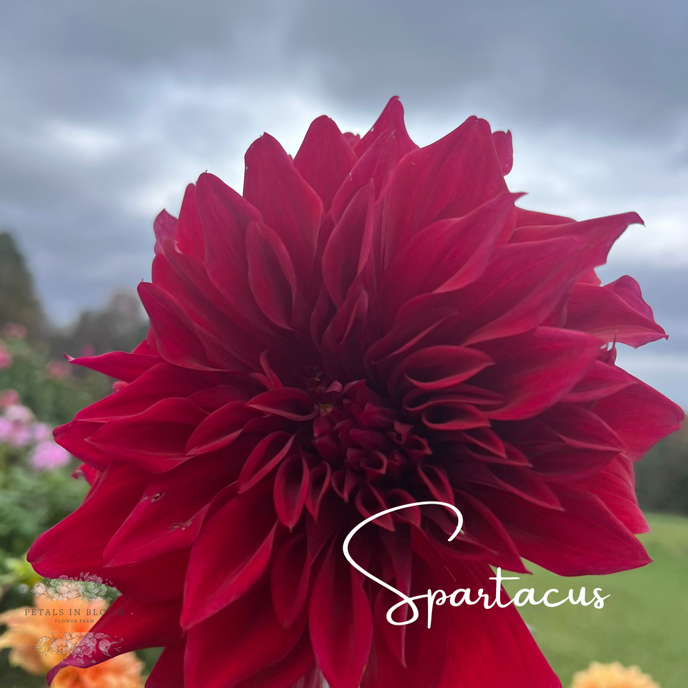 
                  
                    Spartacus Dahlia Tuber
                  
                