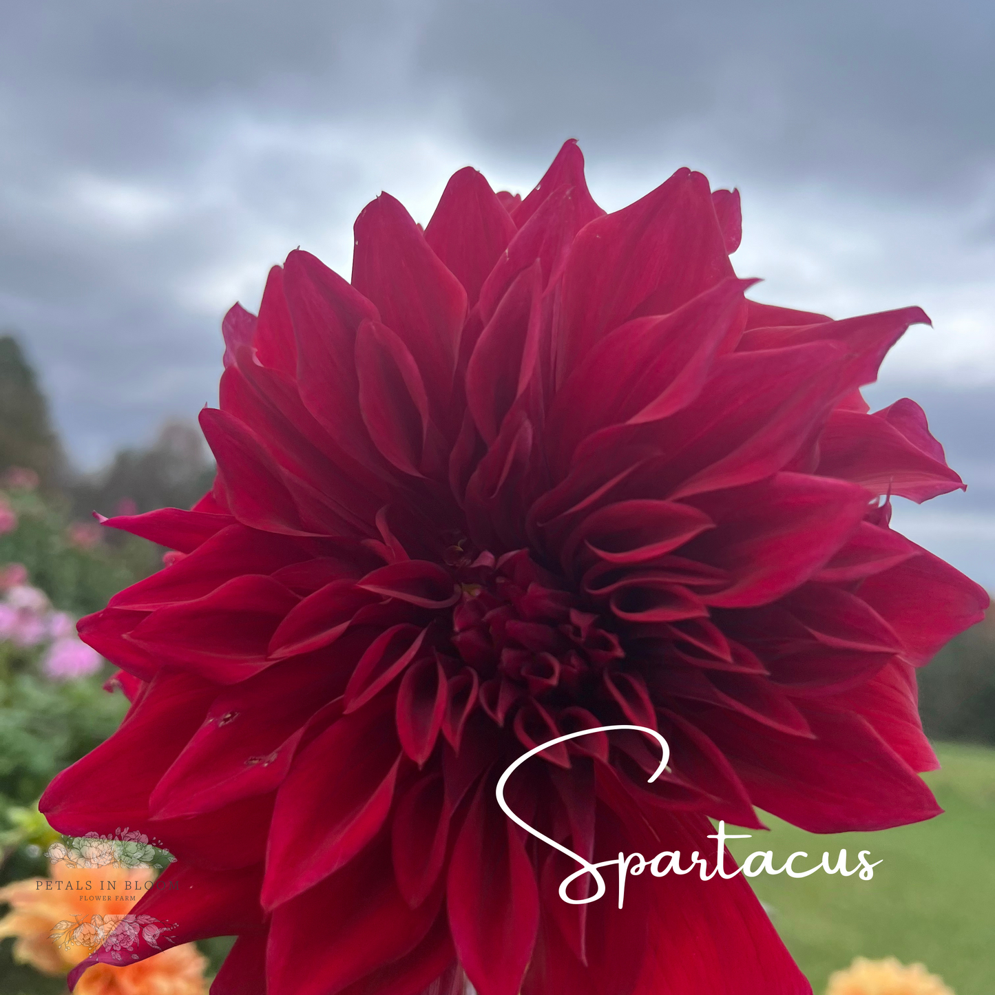 
                  
                    Spartacus Dahlia Tuber
                  
                