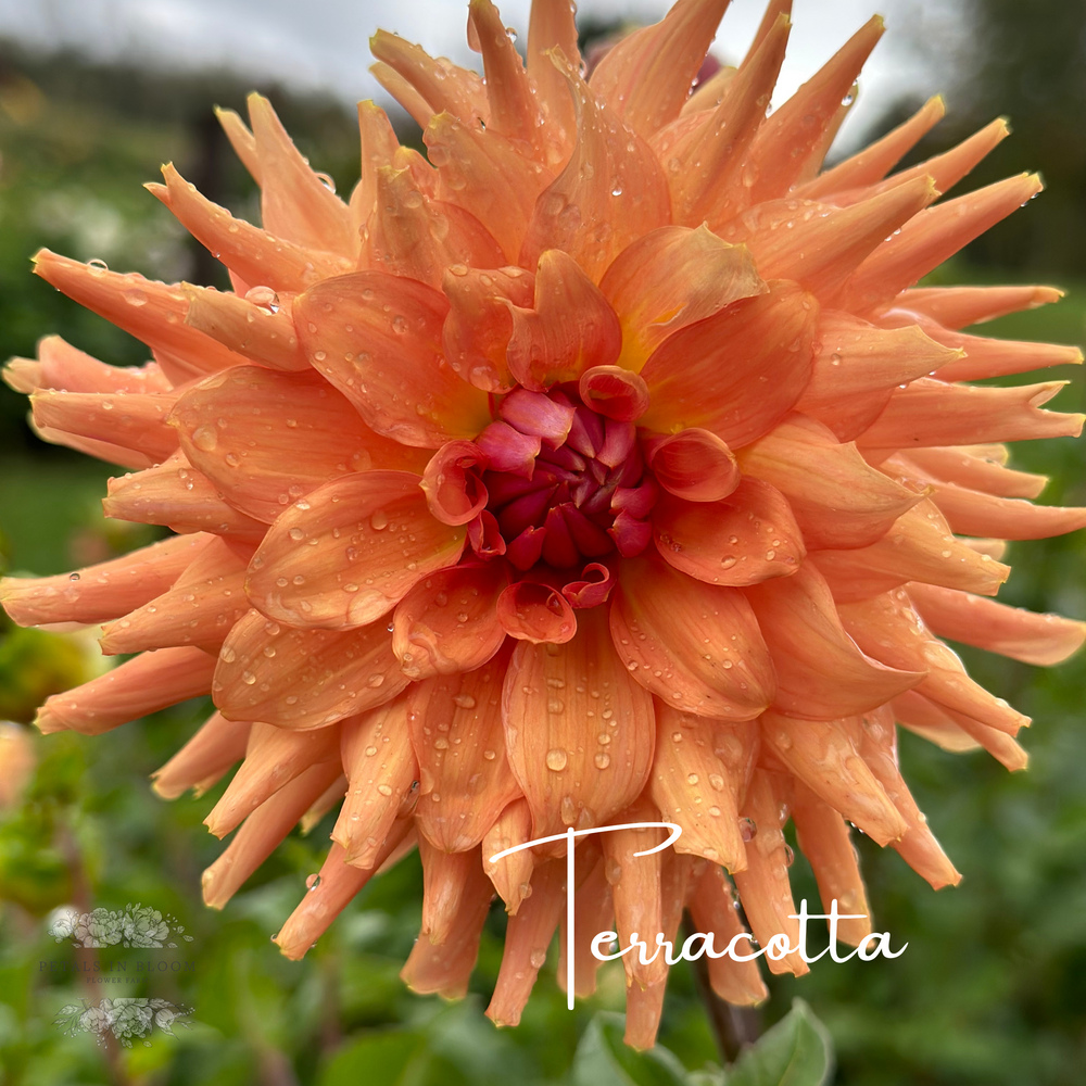 Terracotta Dahlia Tuber