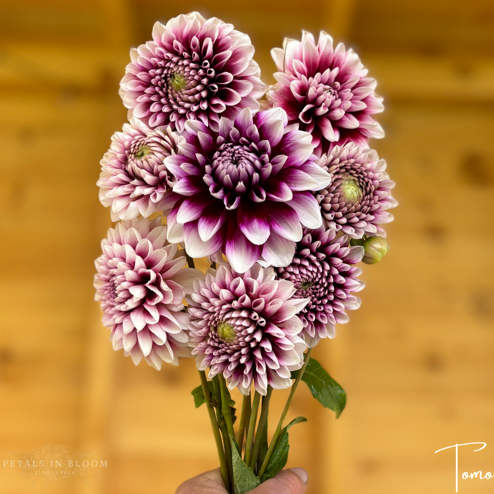 Tomo Dahlia Tubers