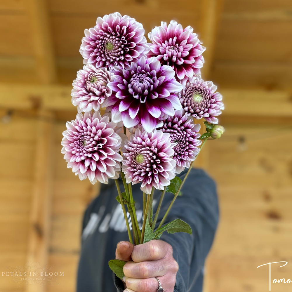 
                  
                    Tomo Dahlia Tubers
                  
                