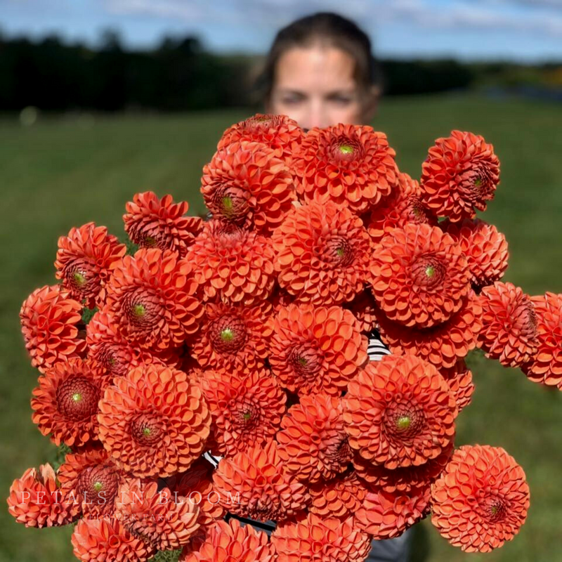 
                  
                    Baker's Dozen Bloom Collection
                  
                