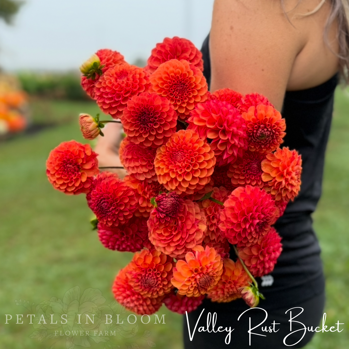 
                  
                    Valley Rust Bucket Dahlia Tubers
                  
                