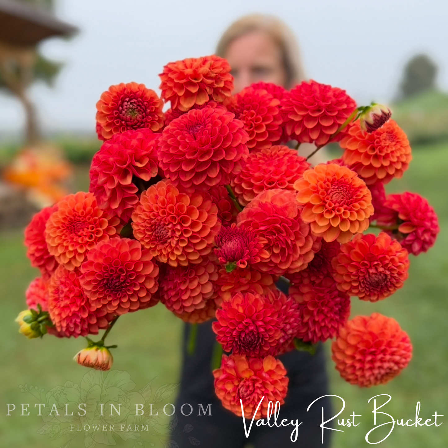 
                  
                    Valley Rust Bucket Dahlia Tubers
                  
                