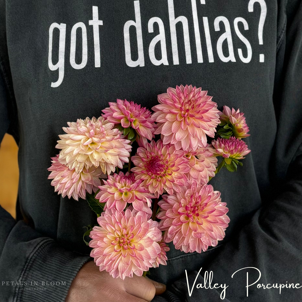 
                  
                    Valley Porcupine Dahlia Tubers
                  
                