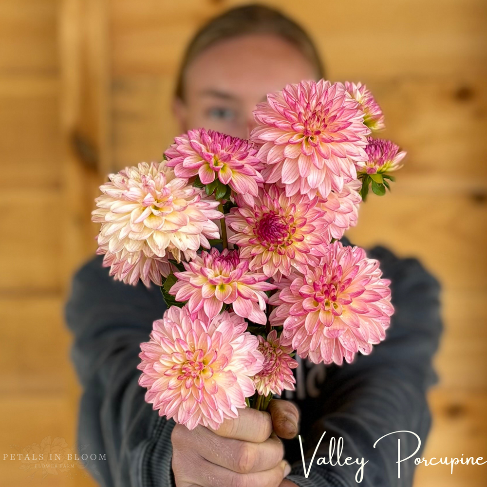 
                  
                    Valley Porcupine Dahlia Tubers
                  
                