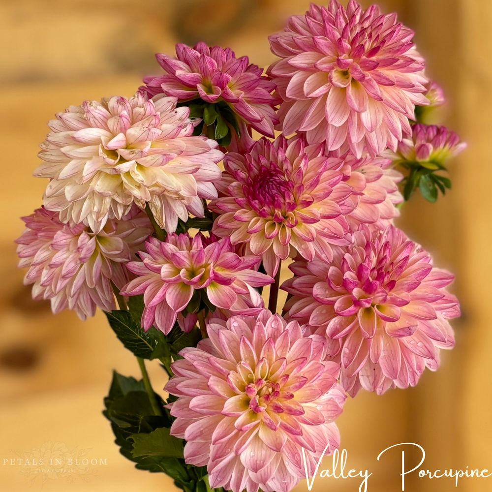 Valley Porcupine Dahlia Tubers