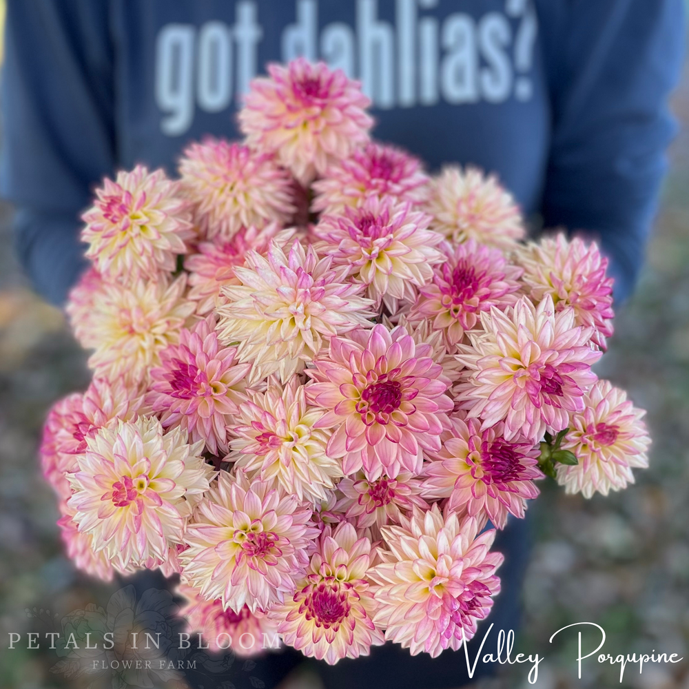Valley Porcupine Dahlia Tubers