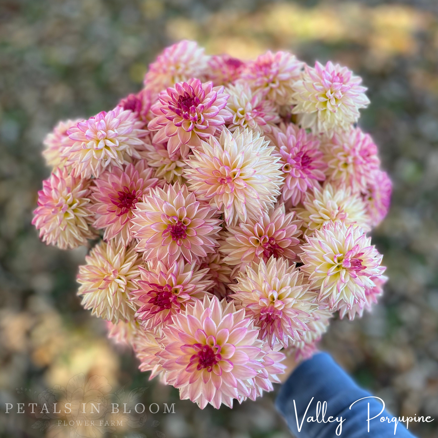 
                  
                    Valley Porcupine Dahlia Tubers
                  
                