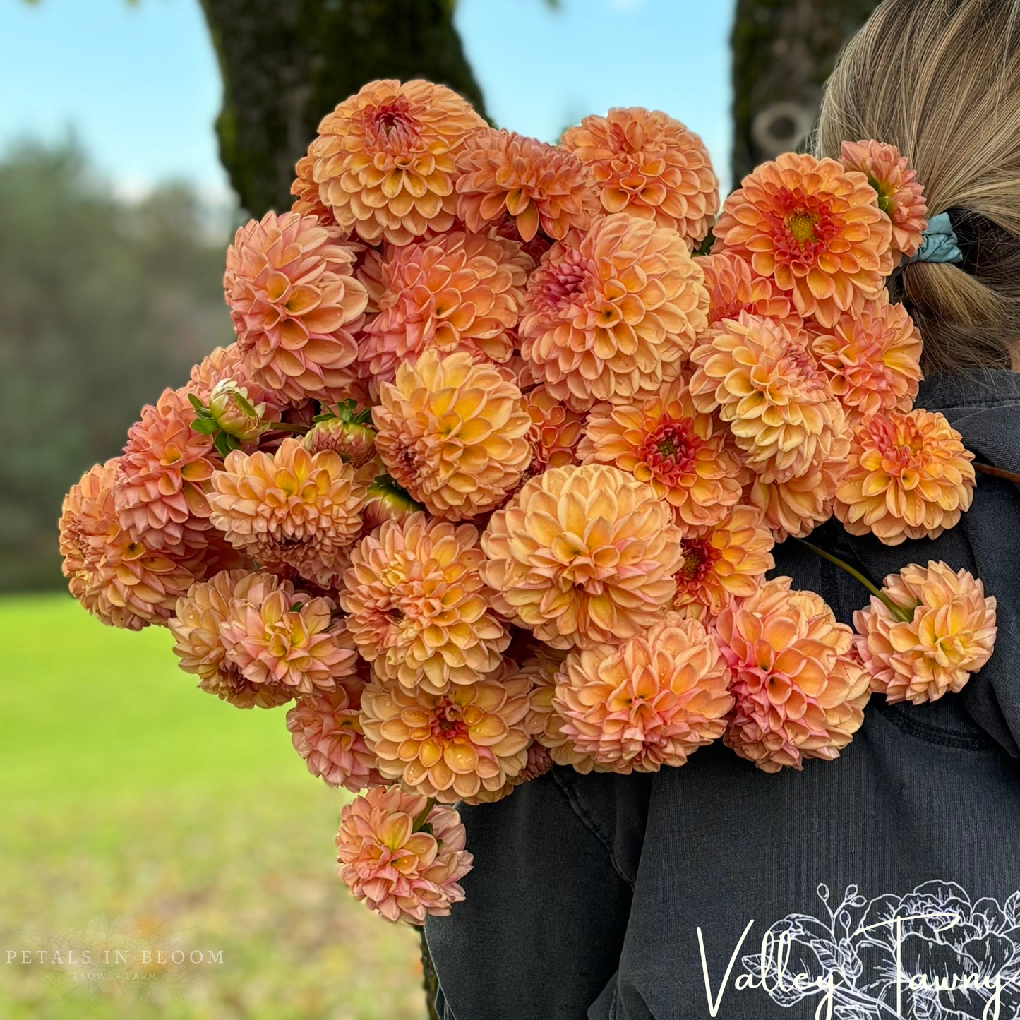 
                  
                    Valley Tawny Dahlia Tubers
                  
                