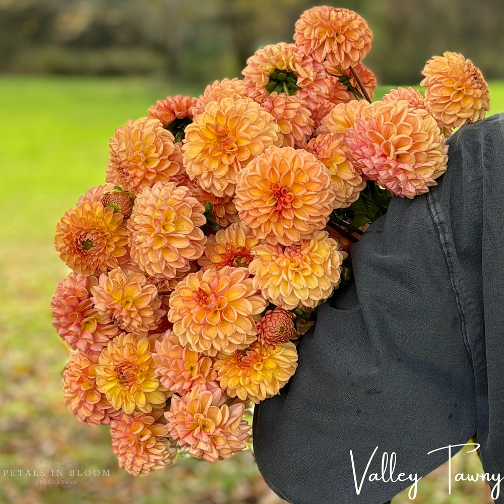 
                  
                    Valley Tawny Dahlia Tubers
                  
                