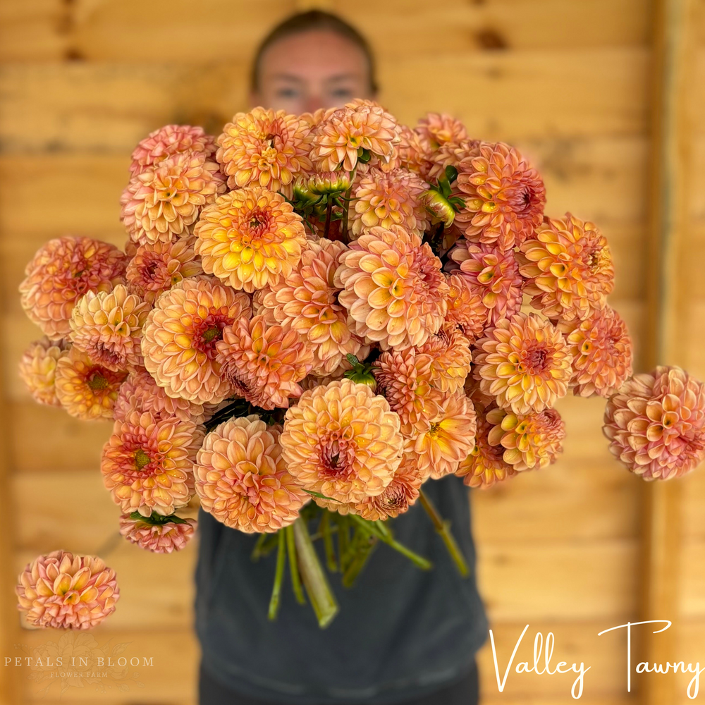 Valley Tawny Dahlia Tubers