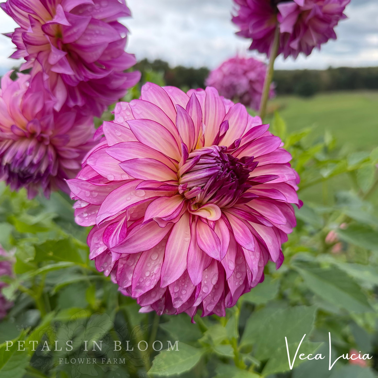 
                  
                    Veca Lucia Dahlia Tuber
                  
                