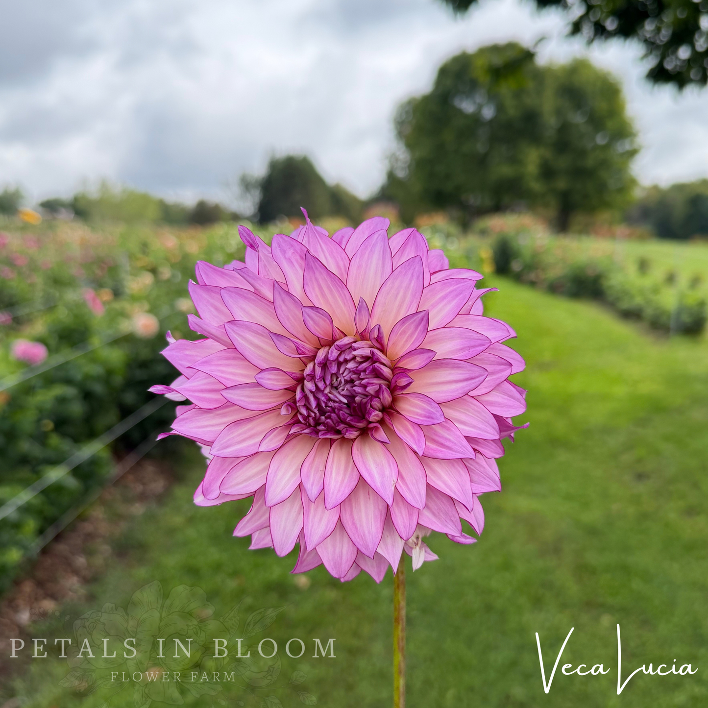 
                  
                    Veca Lucia Dahlia Tuber
                  
                