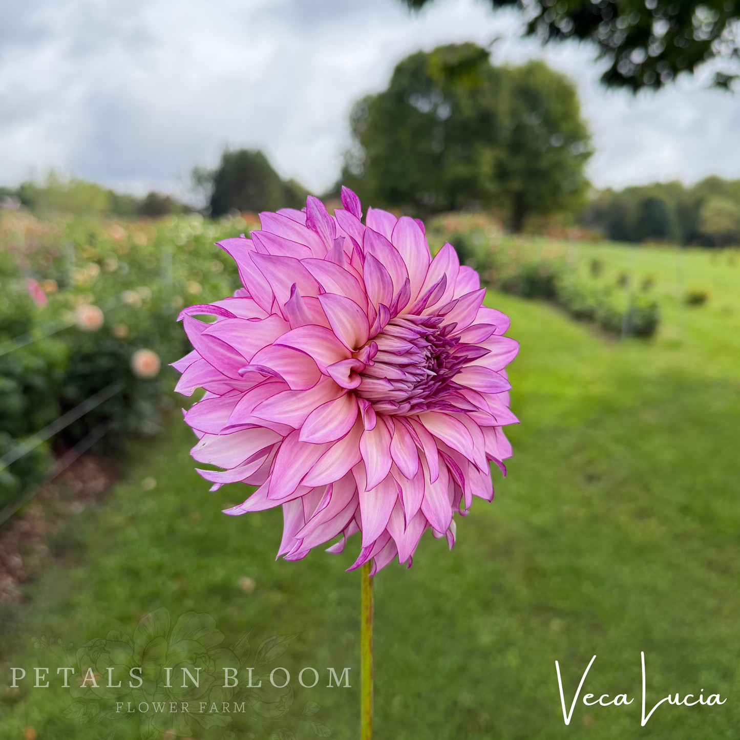 
                  
                    Veca Lucia Dahlia Tuber
                  
                