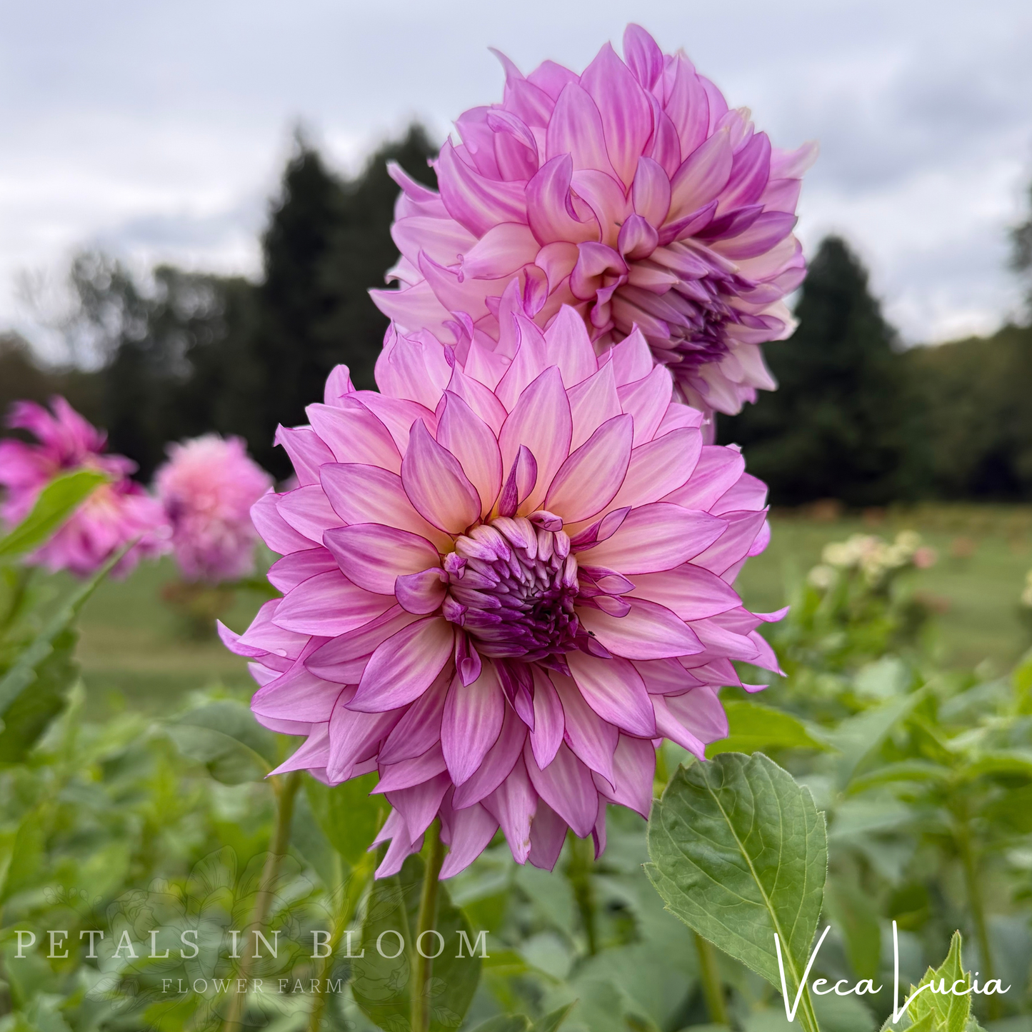 
                  
                    Veca Lucia Dahlia Tuber
                  
                