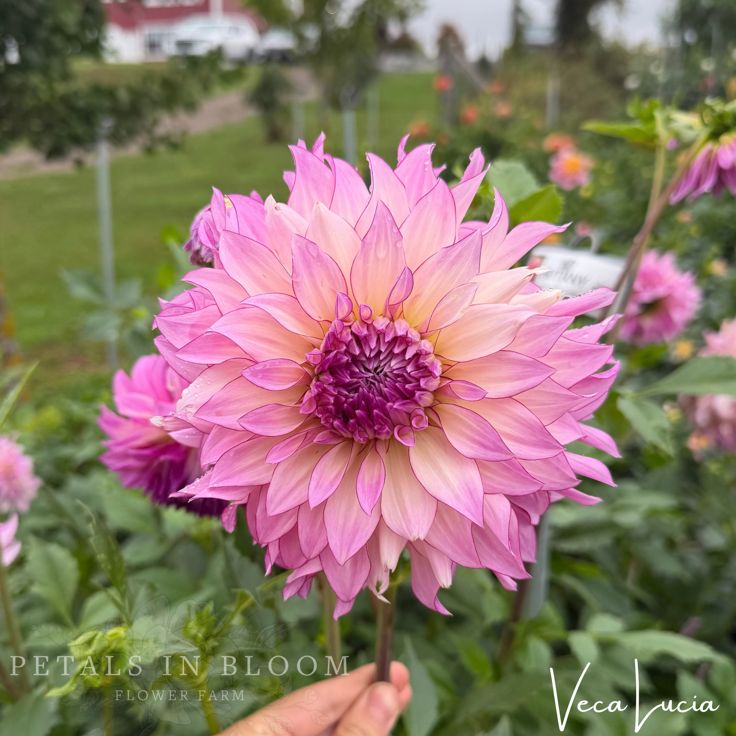 
                  
                    Veca Lucia Dahlia Tuber
                  
                
