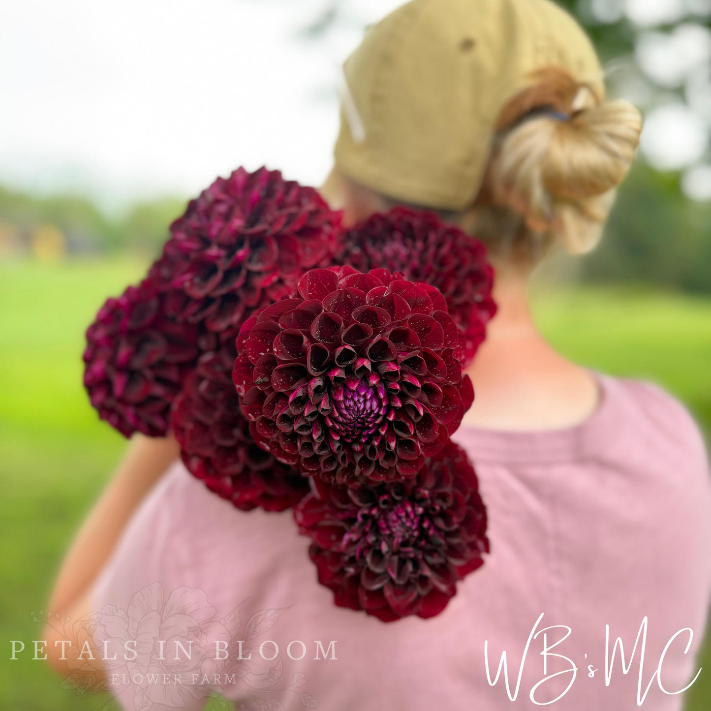 
                  
                    WB's MC Dahlia Tuber
                  
                