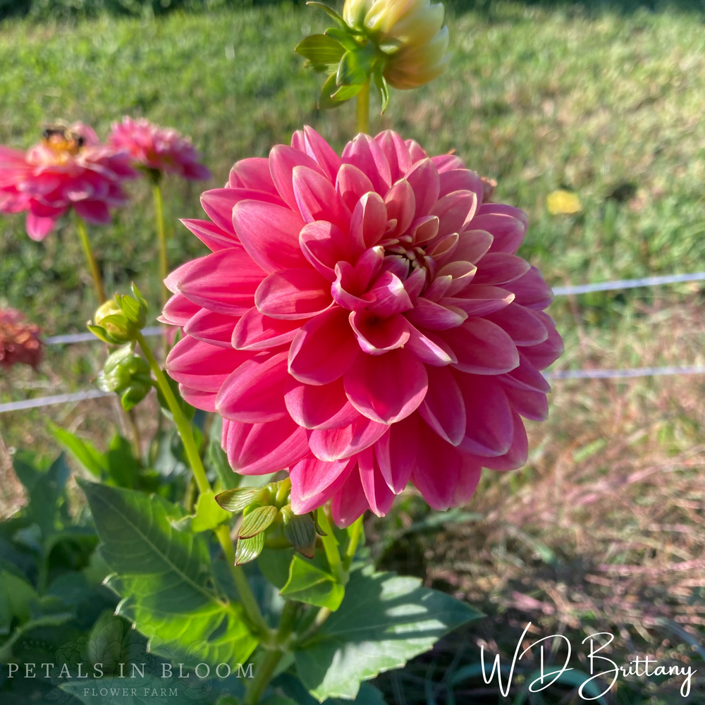 
                  
                    WD Brittany Dahlia Tuber
                  
                