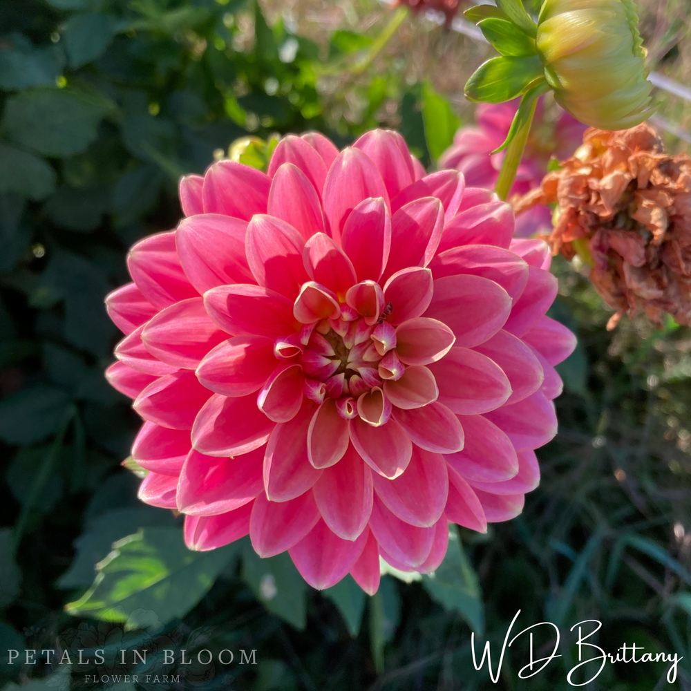 WD Brittany Dahlia Tuber