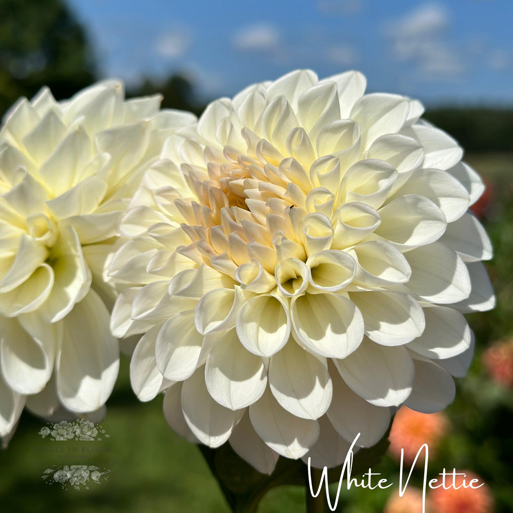 White Nettie Dahlia Tubers – Petals In Bloom Flower Farm