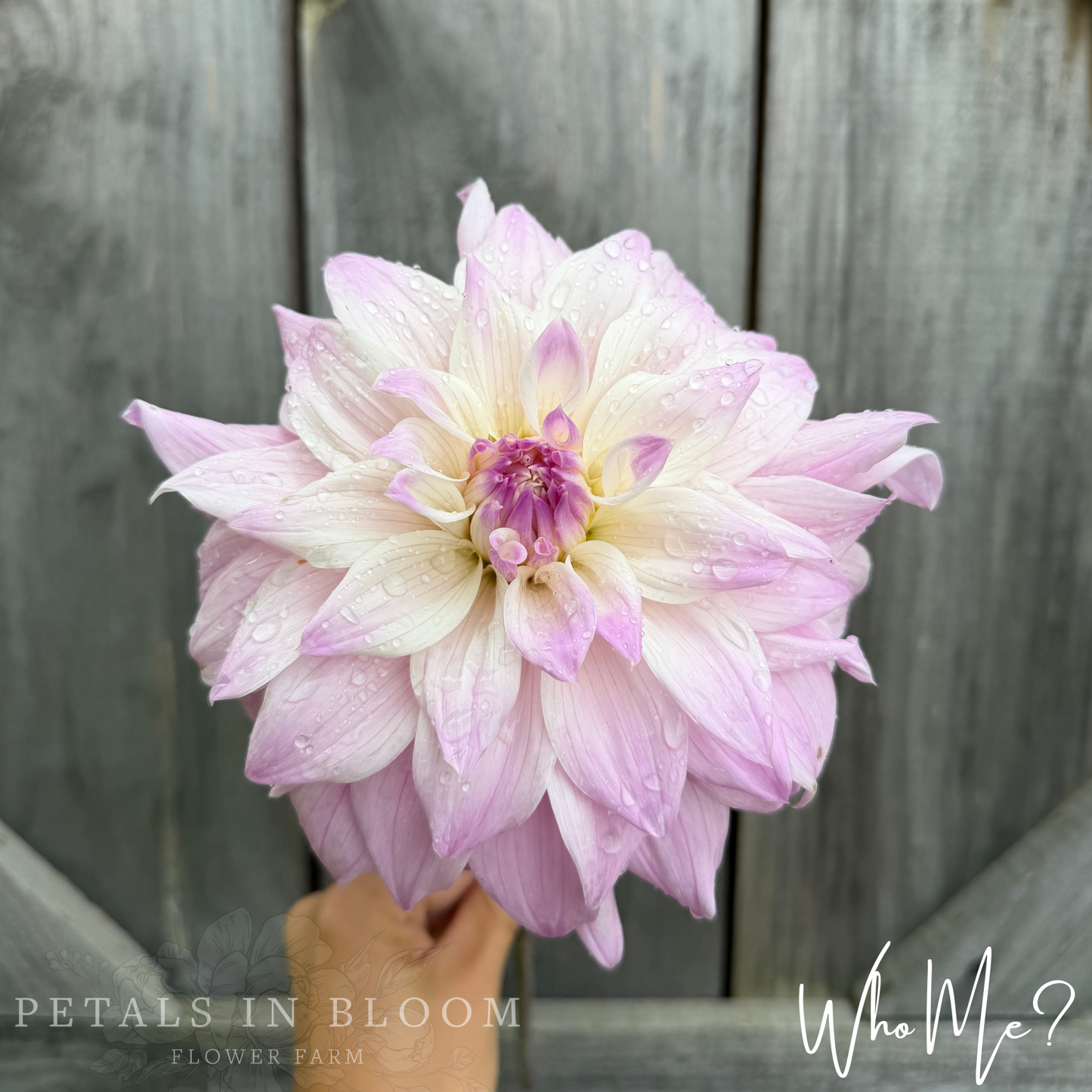 
                  
                    Who Me? Dahlia Tubers
                  
                