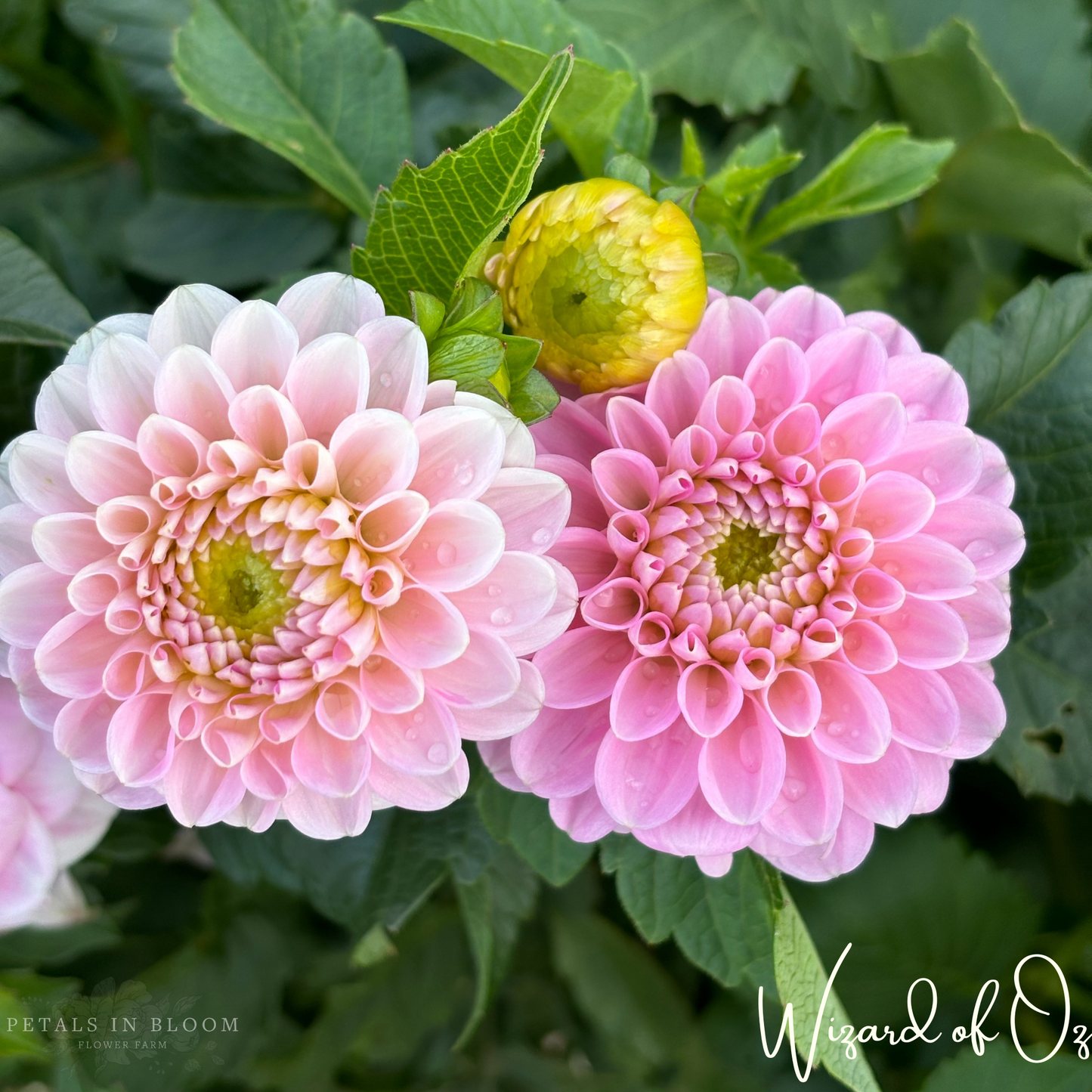 
                  
                    Wizard of Oz Dahlia Tuber
                  
                