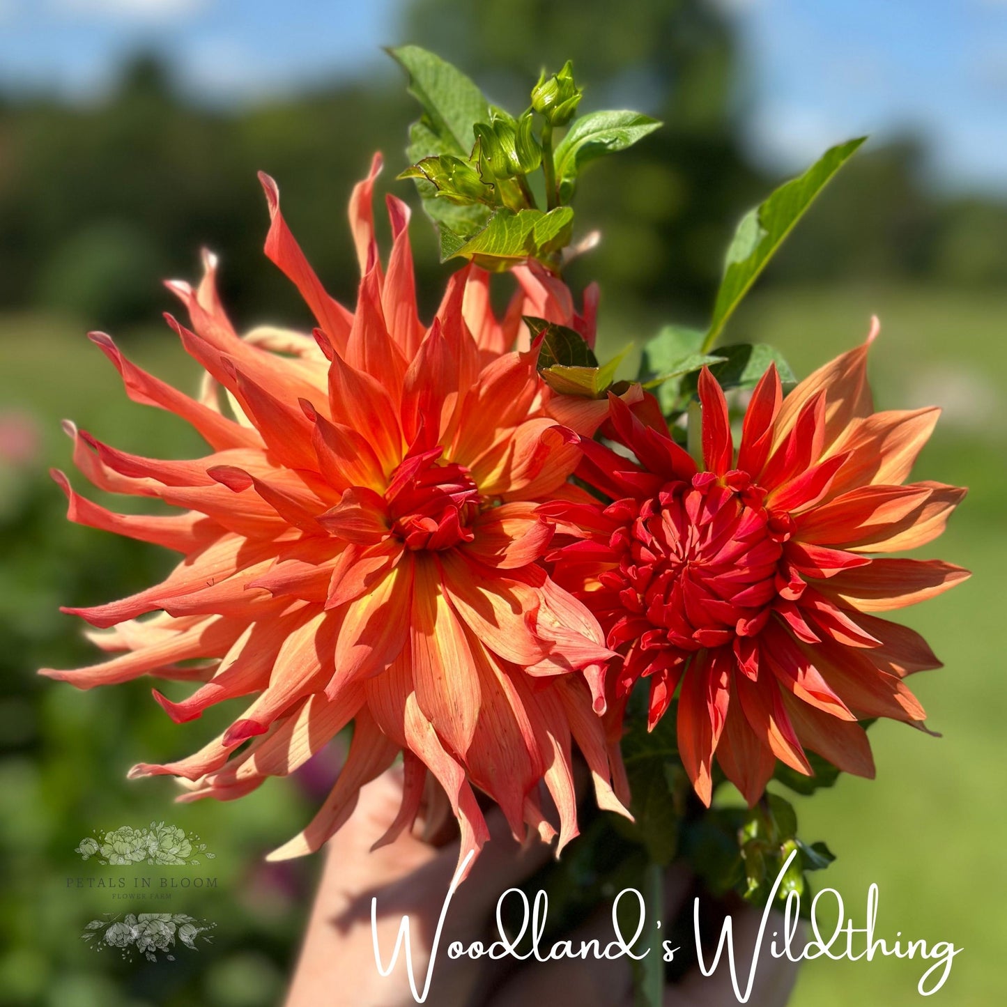 
                  
                    Woodland's Wildthing Dahlia Tubers
                  
                