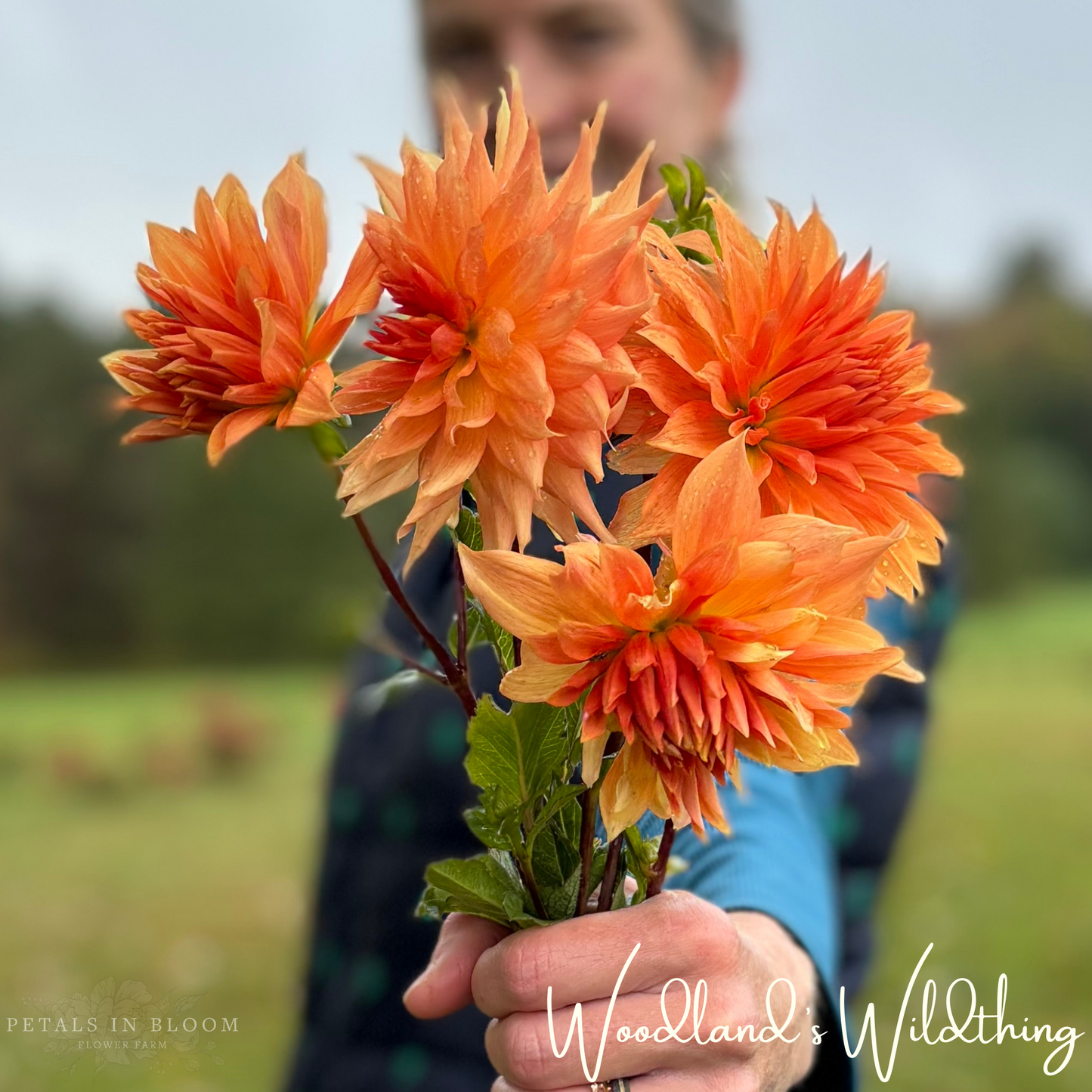 
                  
                    Woodland's Wildthing Dahlia Tubers
                  
                