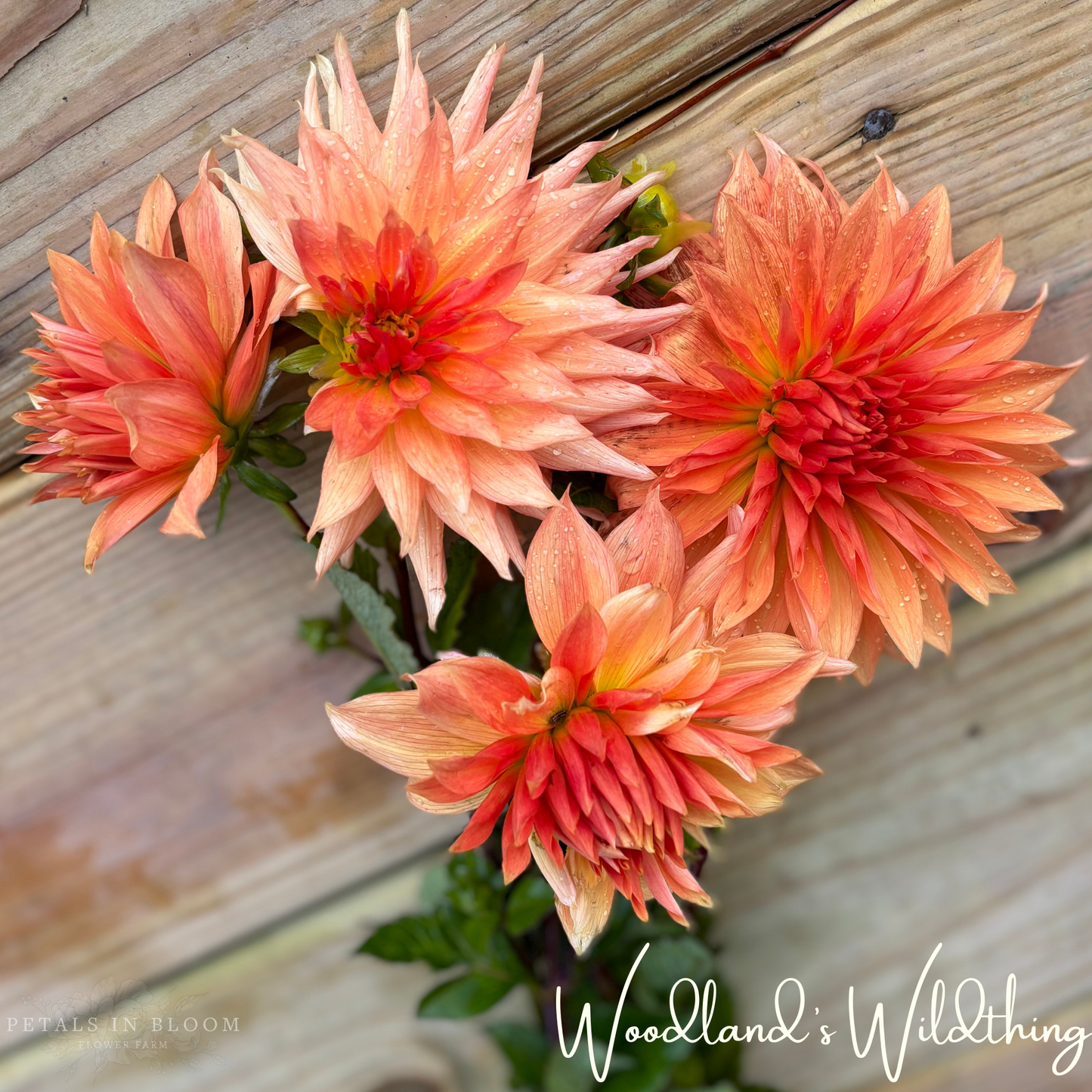 
                  
                    Woodland's Wildthing Dahlia Tubers
                  
                