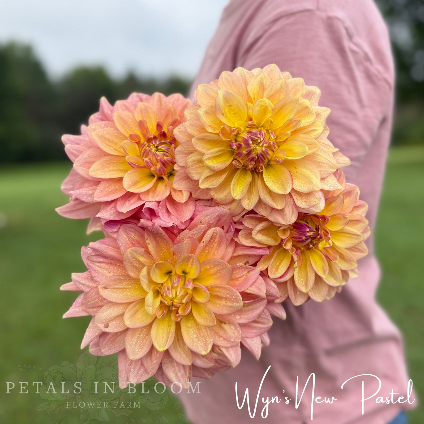 
                  
                    Wyn's NEW Pastel Dahlia Tuber
                  
                
