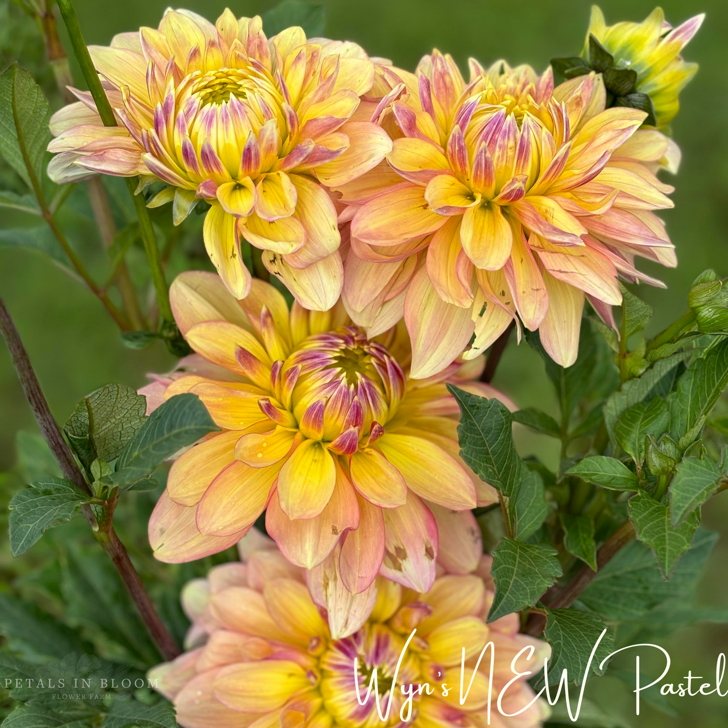 
                  
                    Wyn's NEW Pastel Dahlia Tuber
                  
                