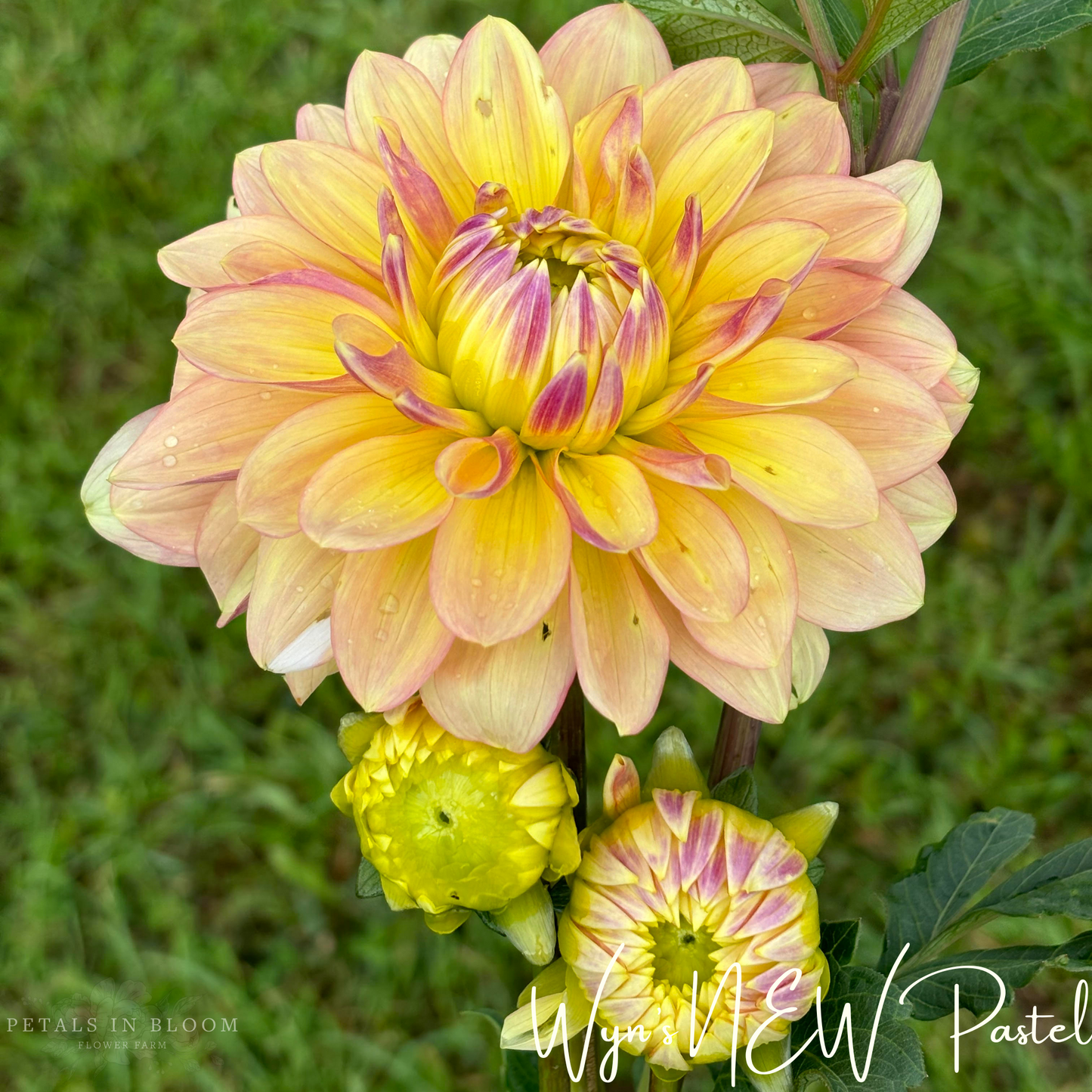 
                  
                    Wyn's NEW Pastel Dahlia Tuber
                  
                