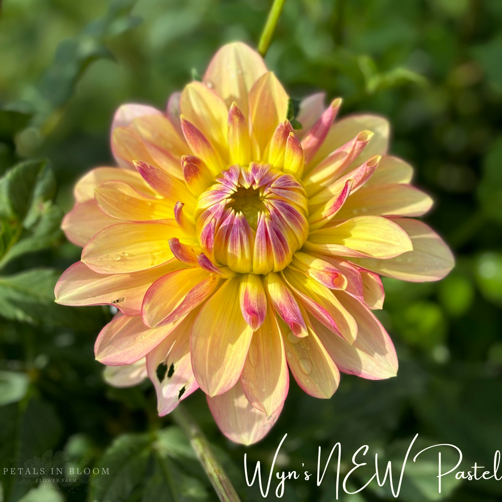 Wyn's NEW Pastel Dahlia Tuber