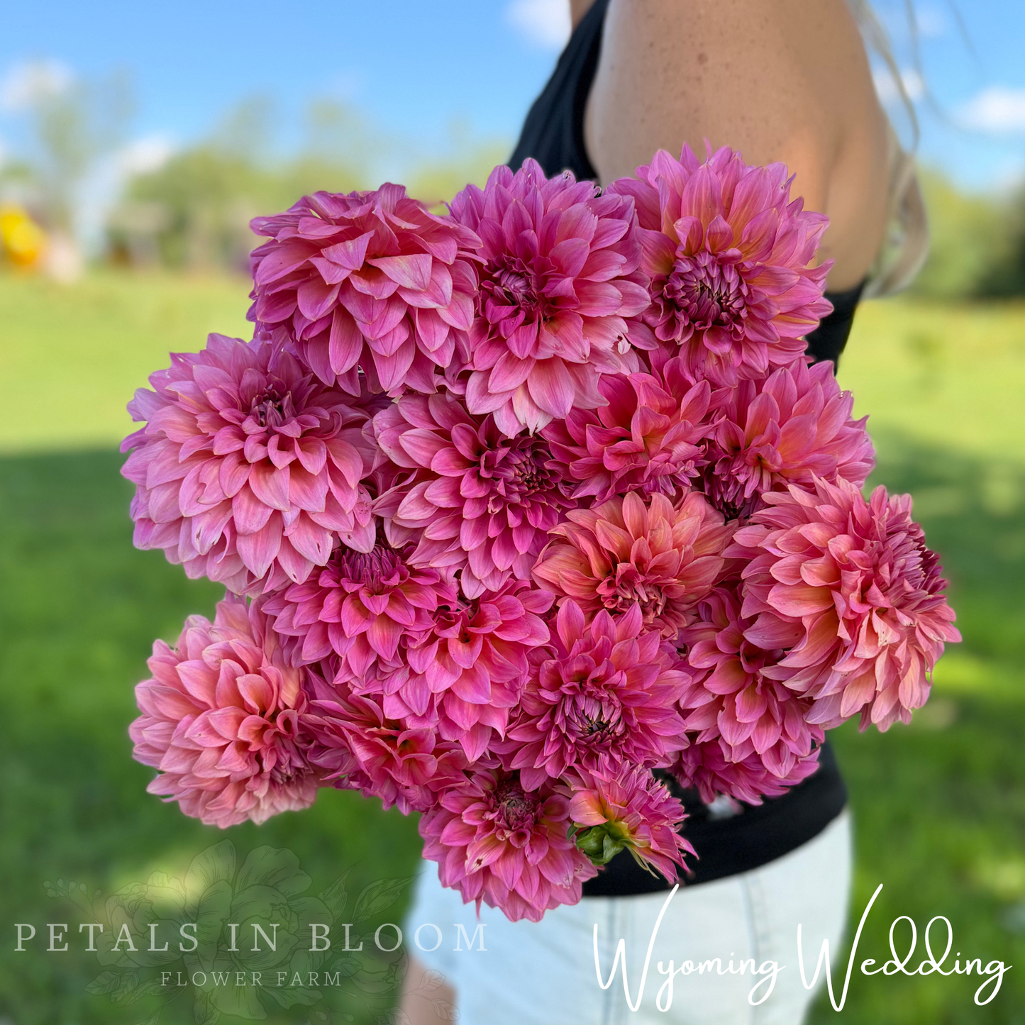 
                  
                    Wyoming Wedding Dahlia Tubers
                  
                