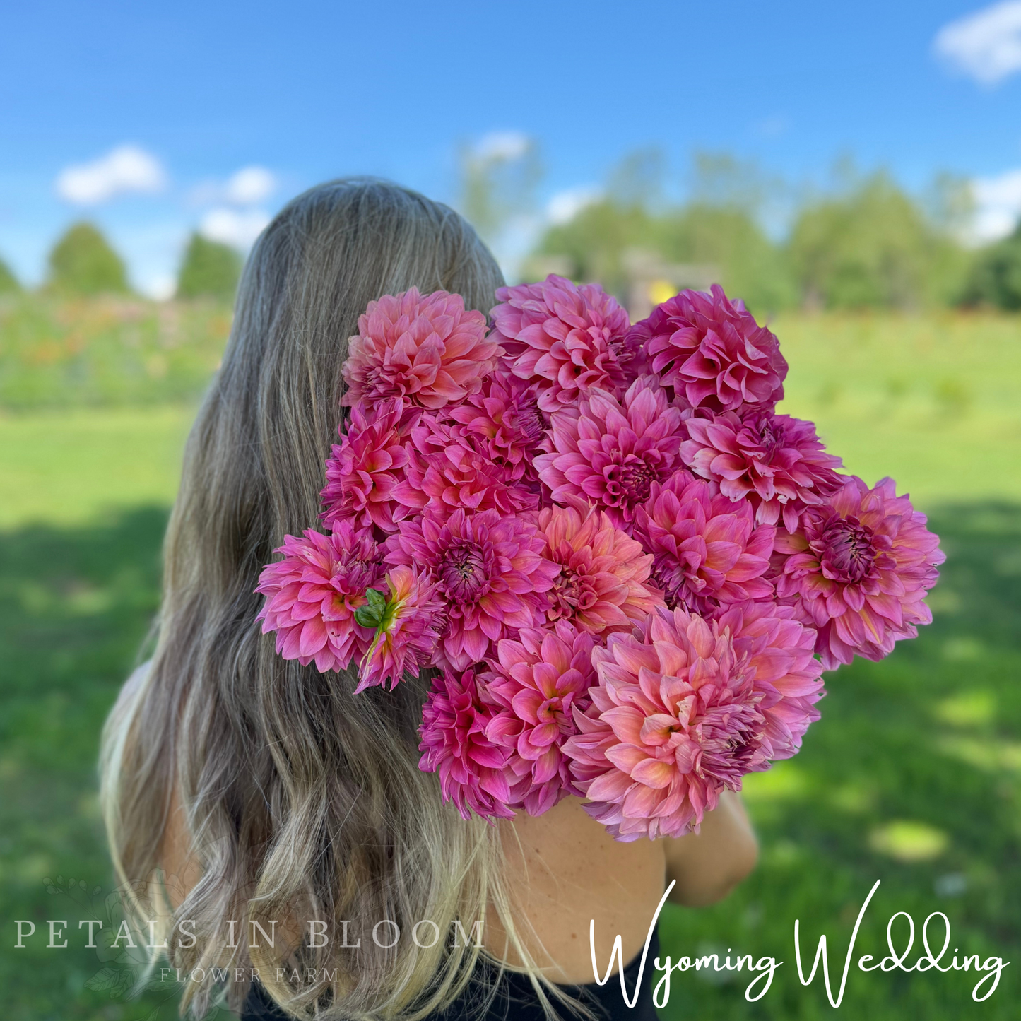 
                  
                    Wyoming Wedding Dahlia Tubers
                  
                