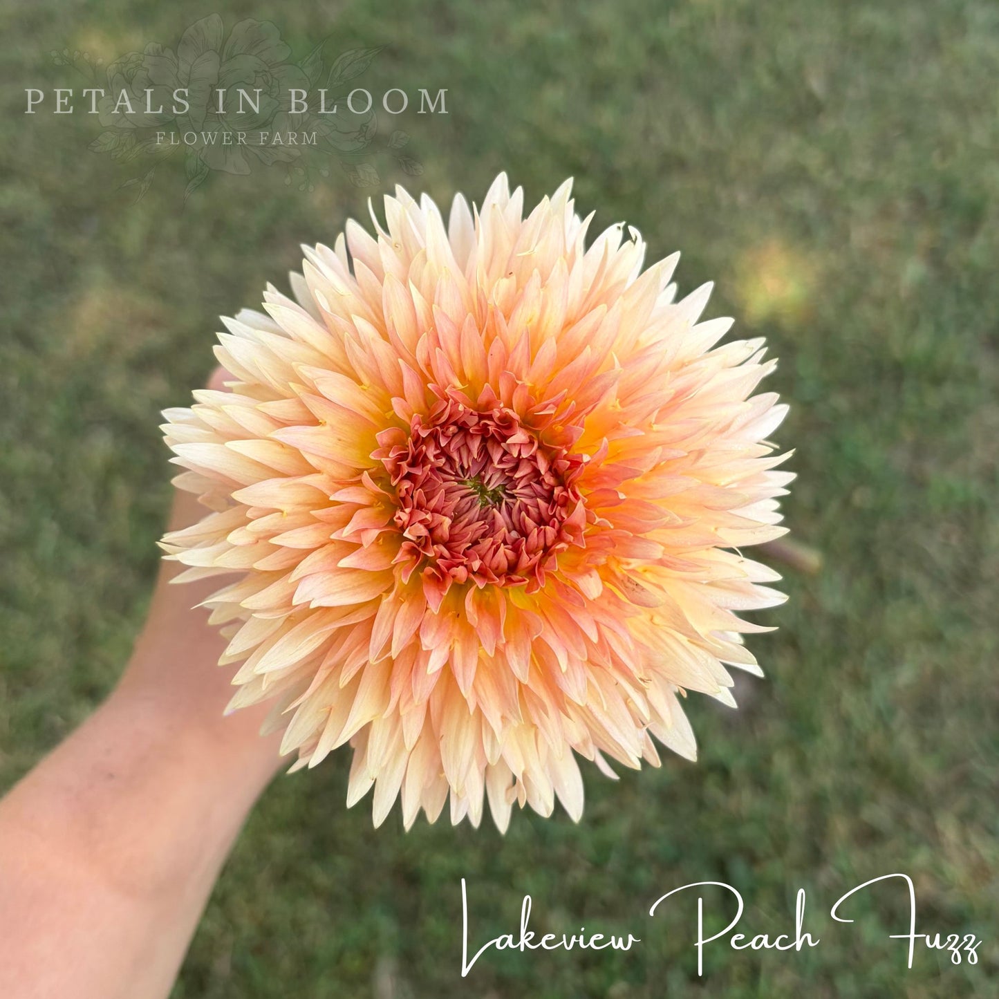 
                  
                    Lakeview Peach Fuzz Dahlia Tuber
                  
                