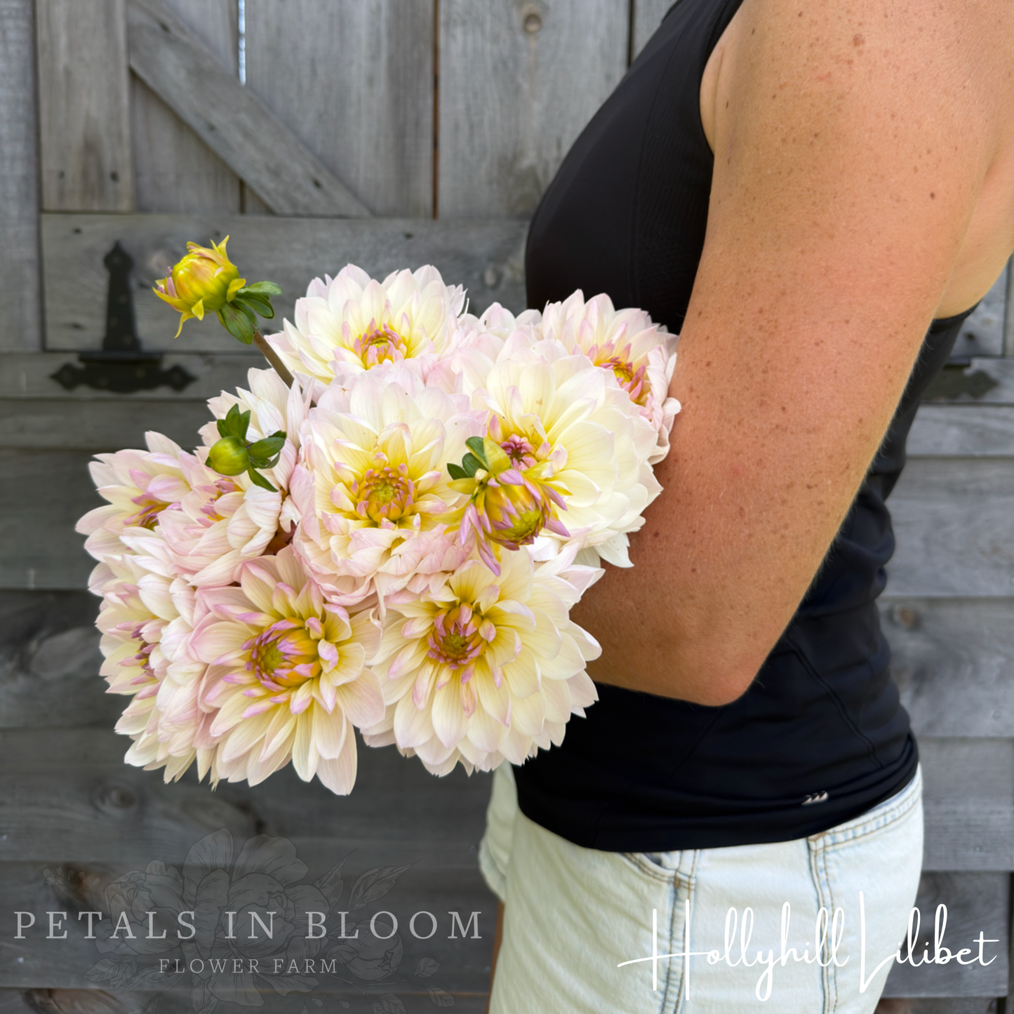 
                  
                    Hollyhill Lilibet Dahlia Tuber
                  
                