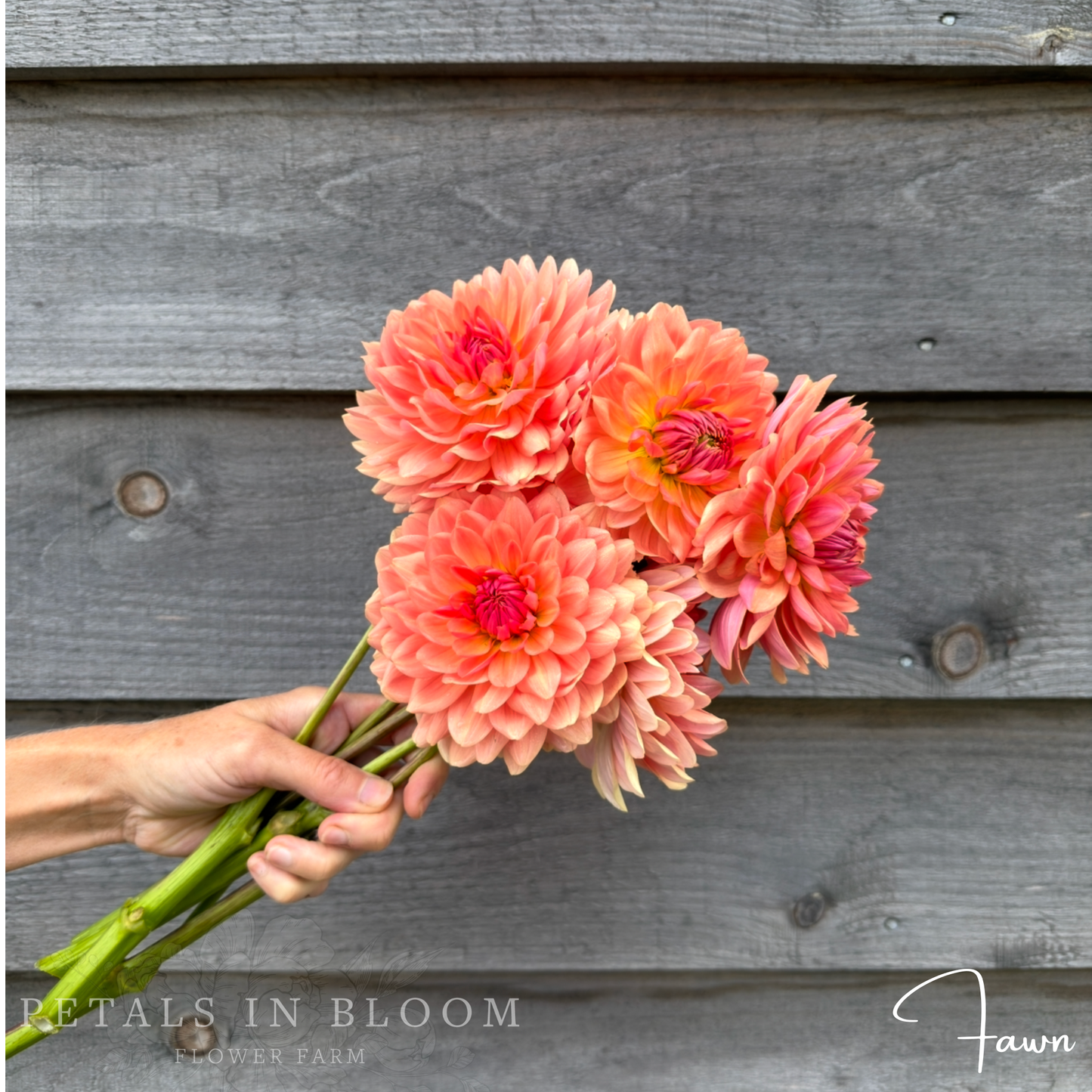 
                  
                    Fawn Dahlia Tuber
                  
                